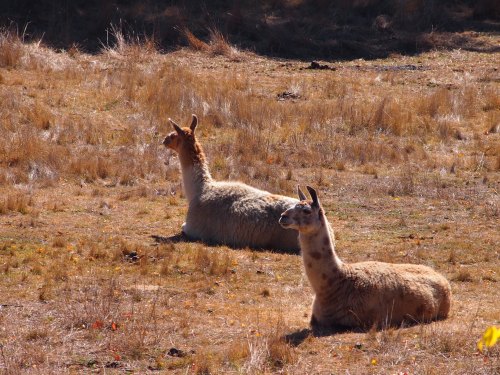 2 llamas with their heads raised, in the sun at Lavandula lavender farm, 